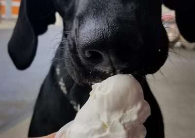 Dog eating an ice cream cone