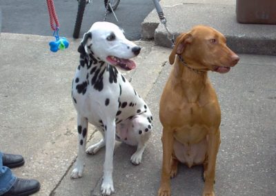 Voted best pet-friendly restaurant in La Crosse