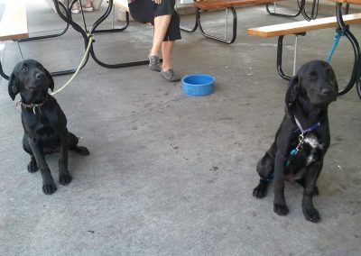 Dogs on leashes - Rudy's is pet friendly